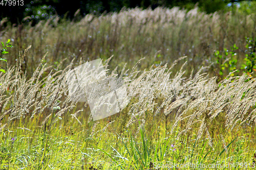 Image of high green grass in the field