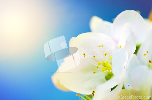 Image of Blue sky, flower and Lilly with sunshine of natural plant in bloom, blossom or sprout on the summer season. Closeup of white petals and floral leaves in outdoor nature or garden on a sunny day