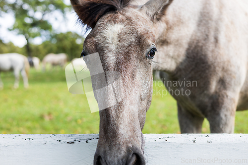 Image of Close up of a horses snout over a white fence in grassland