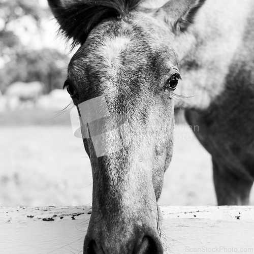 Image of Close up of a horses snout over a white fence in grassland