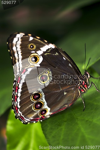 Image of Butterfly on a plant