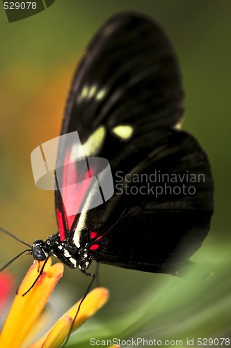 Image of Red heliconius dora butterfly