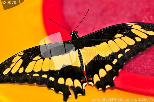 Image of Giant swallowtail butterfly