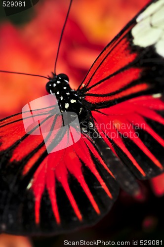 Image of Red heliconius dora butterfly