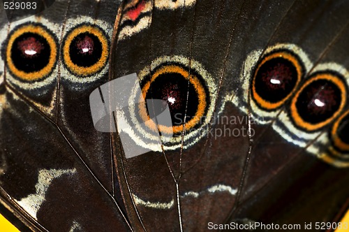Image of Butterfly wing