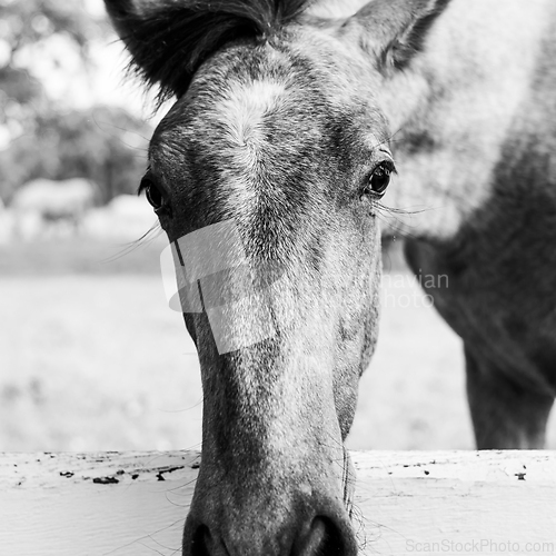 Image of Close up of a horses snout over a white fence in grassland