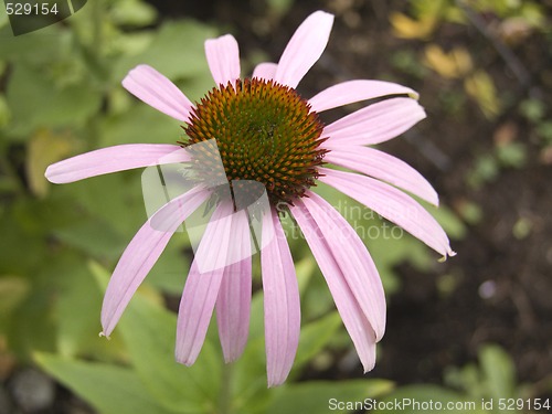 Image of Purple Coneflower - Echinacea purpurea