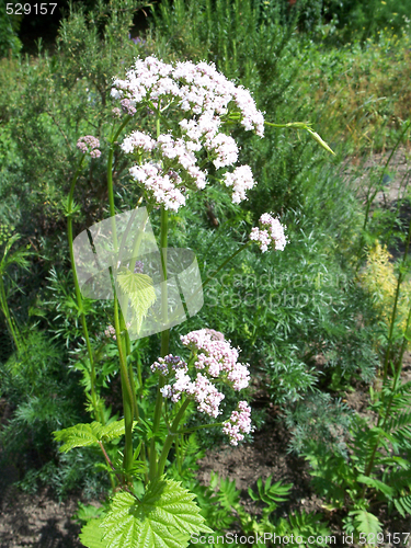 Image of Medicinal Valerian - Valeriana officinalis