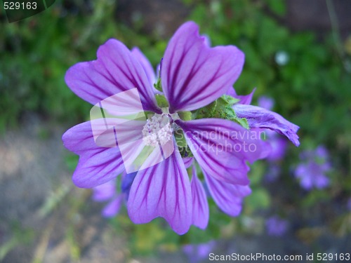 Image of Wild Mallow