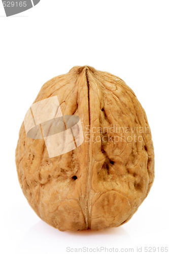 Image of Walnut