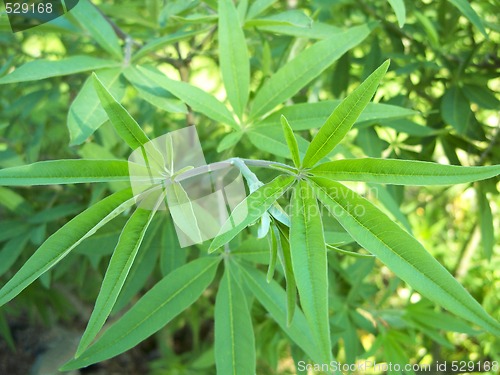 Image of Vitex agnus castus