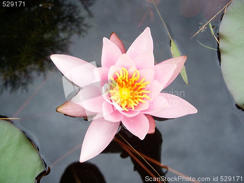 Image of Water Lily - Nymphae