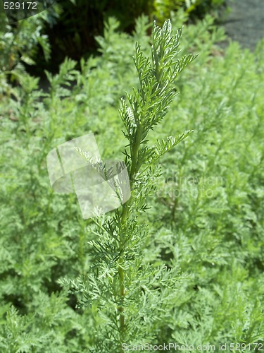 Image of Wormwood - Artemisia absinthium