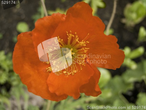 Image of Iceland Poppy - Papaver nudicaule