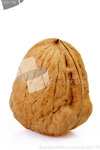 Image of Walnut