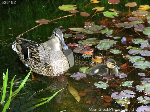 Image of Mallard with Duckling