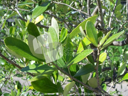 Image of Olive Branch