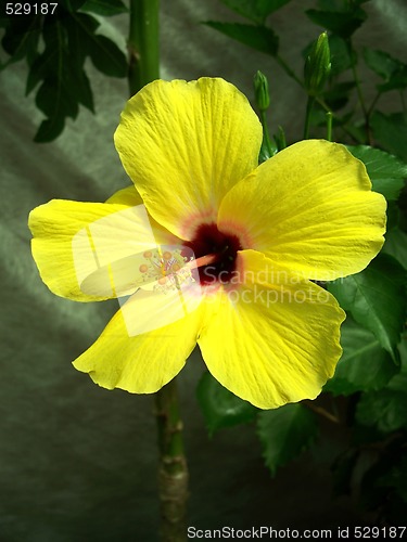 Image of Yellow Hibiscus Bloom