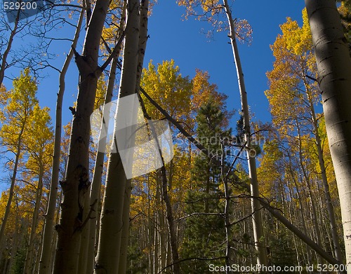 Image of Autumn Forest