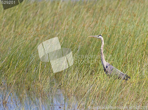 Image of Great Blue Heron in Reeds