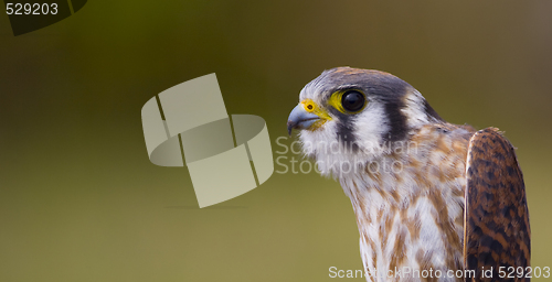Image of Kestrel Portrait