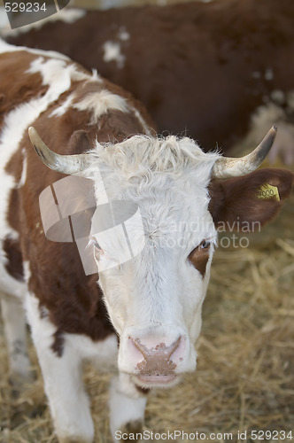 Image of Cow