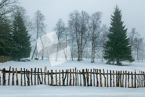 Image of Winter wonderland in scandinavian forest at dawn with snow-cover