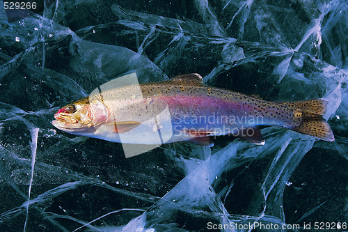 Image of Trout on ice