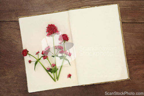 Image of Red Valerian Herb Flower for Perfume Preparation