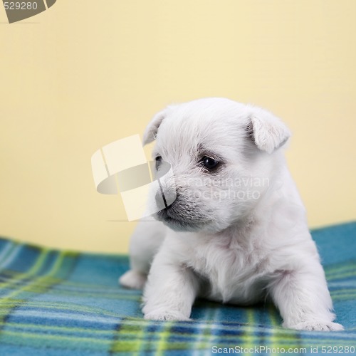 Image of Puppy on a plaid