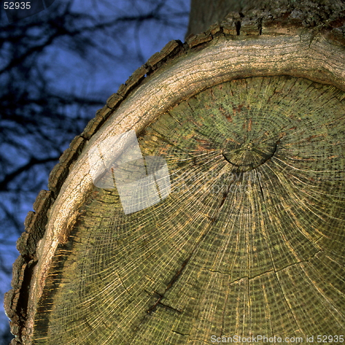 Image of Eye Tree