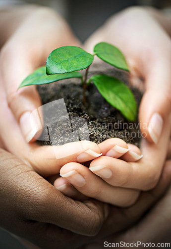 Image of Hands, soil and people with plant for earth day, future or eco business, funding or support closeup. Recycle, sustainability or volunteer group with leaf growth for agriculture, climate change or ngo