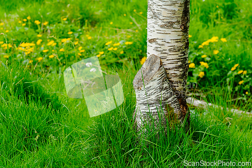 Image of Sunlit birch tree surrounded by vibrant spring flowers and grass