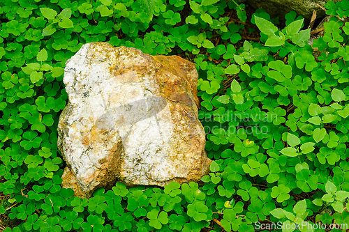 Image of Rough white stone nestled in lush clover patch on a sunny aftern