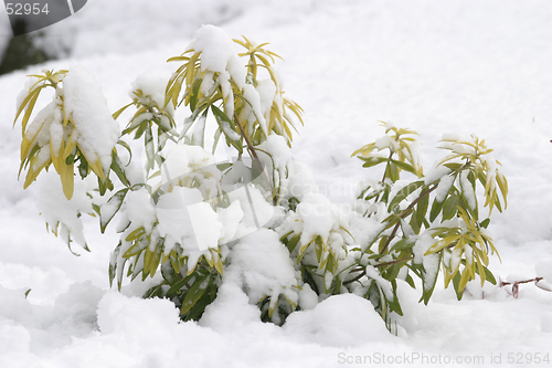 Image of Winter Snow