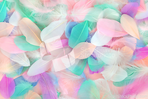 Image of Feather Beauty Abstract Background