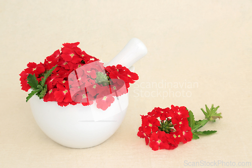 Image of Red Verbena Flowers used in Natural Herbal Medicine