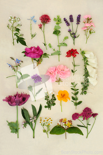Image of Large Collection of English Summer Flowers Herbs and Wildflowers