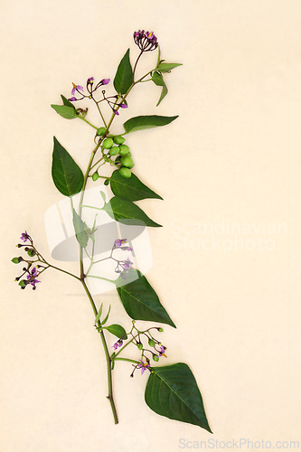 Image of Deadly Nightshade Belladonna Plant with Flowers and Berries
