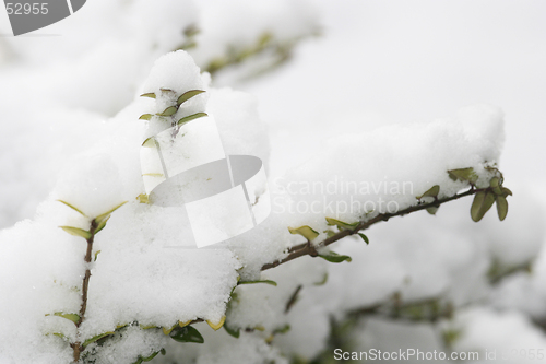 Image of Snow Covered Plant