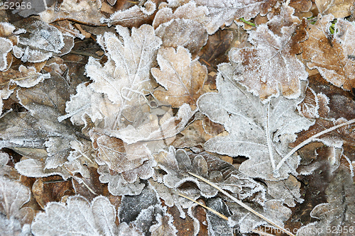 Image of Frosted Leaves