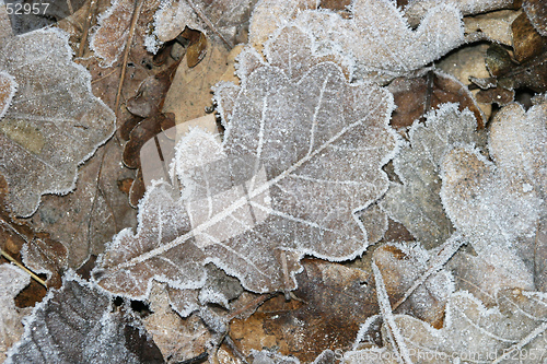 Image of Frosted Leaves in Winter