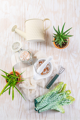Image of Preparing  crushed eggshells for  vegetable bed, eggshells stored for making natural fertilizers for growing vegetables
