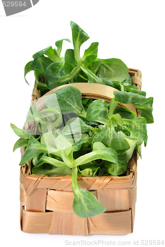 Image of Field salad