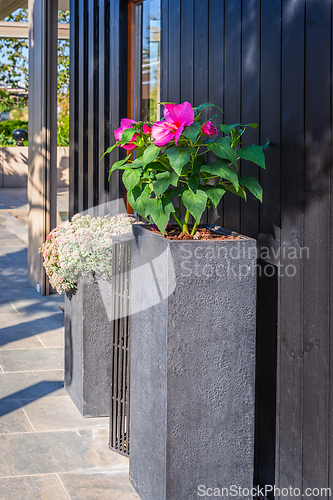 Image of Flowerpot with blooming plant on terrace or balcony