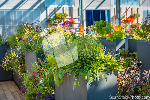 Image of Big raised flower pots in shop, plants for terrace, balcony and garden