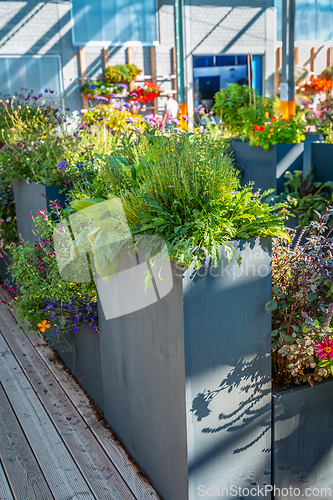 Image of Big raised flower pots in shop, plants for terrace, balcony and garden