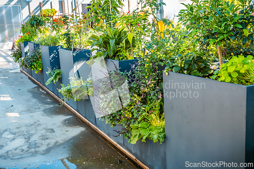 Image of Big raised flower pots in shop, plants for terrace, balcony and garden