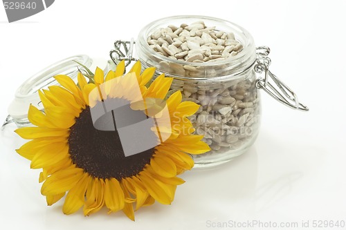 Image of Sunflower seeds