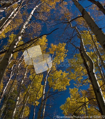 Image of Under Aspens